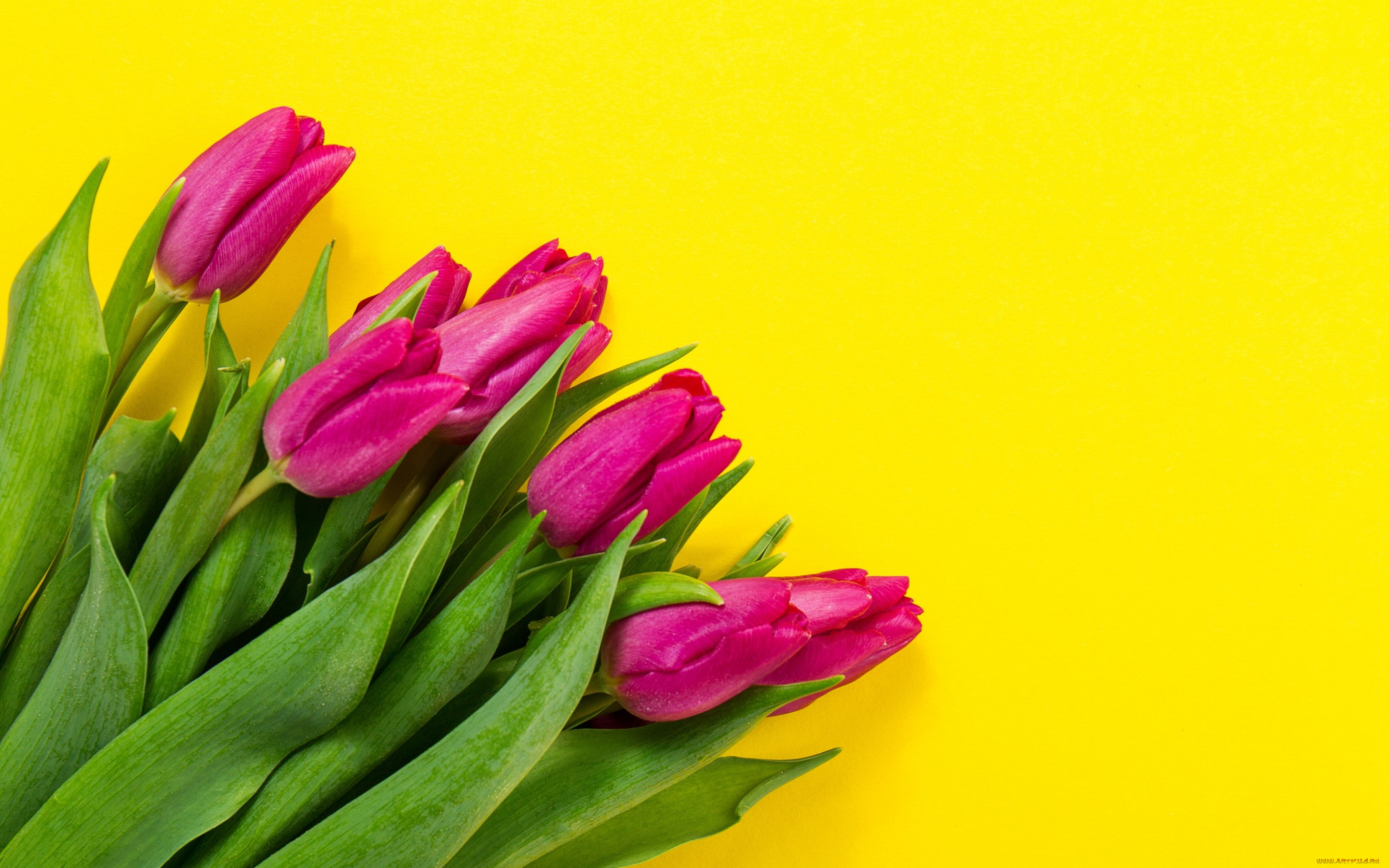 , , colorful, fresh, flowers, spring, , yellow, purple, tulips